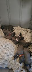 Blue Bully Puppies