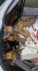 Pitbull puppies for rehoming