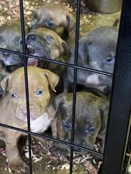 Pit Bull Puppies for sale