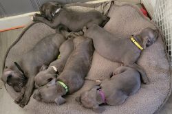 Blue Bully Puppies