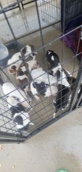 Puppies in need of good homes