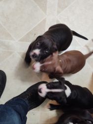 5 puppies that need homes.