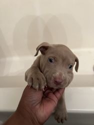 8 wk old male American pit bull