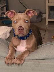 Looking for loving , gentle home for a2 year old male pit bull mix.