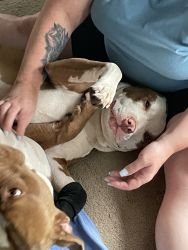 Free 8 month old female mix pit bull