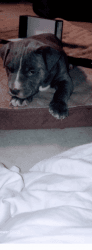 Male Bluenose Puppy