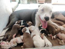 Pitbul puppies for sale