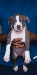 Pitbull Puppies Available For Sale