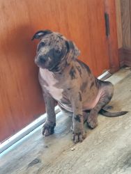 #4 BULLY PUPPIES LEFT! #2 LEOPARD SPOTTED MERLE FEMALES A MUST SEE!