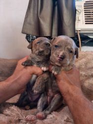 Blue and Brindle Pitbull Puppy Sale