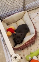 Violet pit bull puppy looking for a home