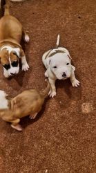 Adorable pit puppies
