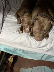 Red nose pit bull puppies