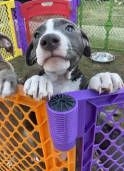 Sweet Pitbull Pup