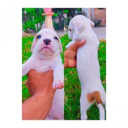 Pitbull puppies available male and female
