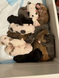 10 Pitbull puppies for sale