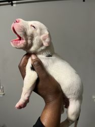 7 week old Pitbull puppies
