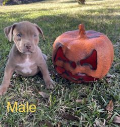 XL American Pit Bull Terrier Puppies