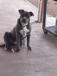 Blue Pitt bull puppy. Full breed to good home only. My parents are old
