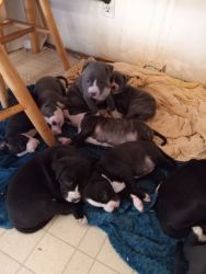 Beautiful pups for sell