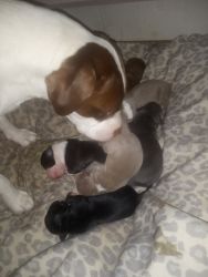 Baby Pits Only 4 days old ready in 8 wks