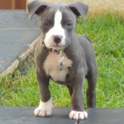 Healthy Pitbull Puppies for Rehoming