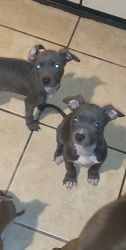 Two beautiful pitbull pups