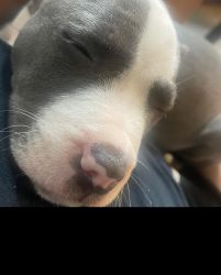 Blue nose pitbull