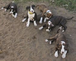 Puppies for sale - 12 weeks old