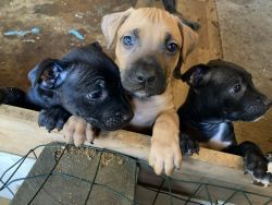 Pitbull/boxer mix puppies