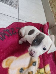 1 month old Pitbull dog