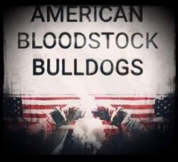 AMERICAN BLOODSTOCK BULLDOGS (APBT)