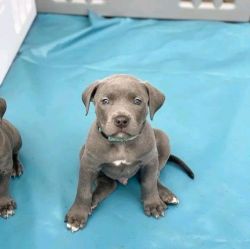 Adorable pitbull puppies available for new homes .