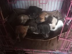 Puppies for free