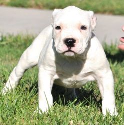 Home raised Pitbull puppies for rehoming