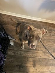 Pit bull puppy needs new home!!