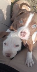 Red nose merle American pitbull puppies