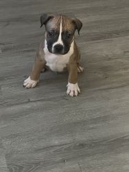 Pitt Puppies for sale