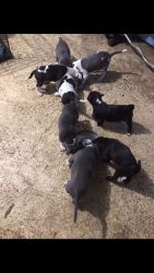 2 month old Pitbull puppies