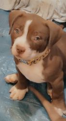 XL REDNOSE BULLY PUPS AVAILABLE