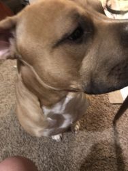 Beautiful smart loving American pit bull terrier needing a good home