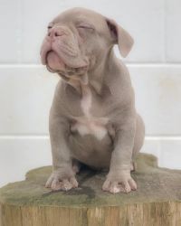 American bulldog Puppies For Sale