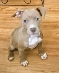American Rednose Pitbull Terrier Puppies For Sale @A Reasonable Price