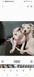 All White Pit Bulls ready by Christmas