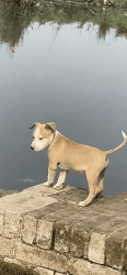 Active pitbull puppy