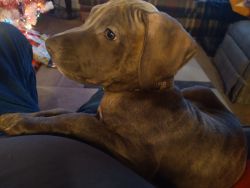 3 Month old male Pitbull Puppy to re-home.