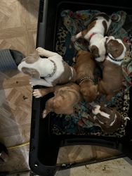 6 PitBull pups (all boys)