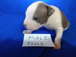 Pitbull puppies for sale UKC and abkc register