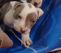 Rehoming adorable pit bull puppies