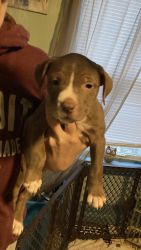 Pitbull pups for sale 150$